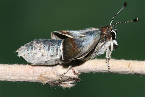 Wild Utah Butterfly photos, Silvery Blue, Polymmatinae glaucopsyche lygdamus oro, female ...