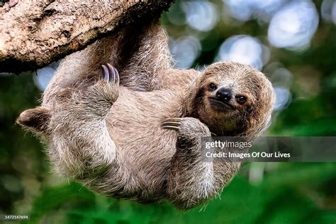 Funny Lazy Smiling Sloth High-Res Stock Photo - Getty Images