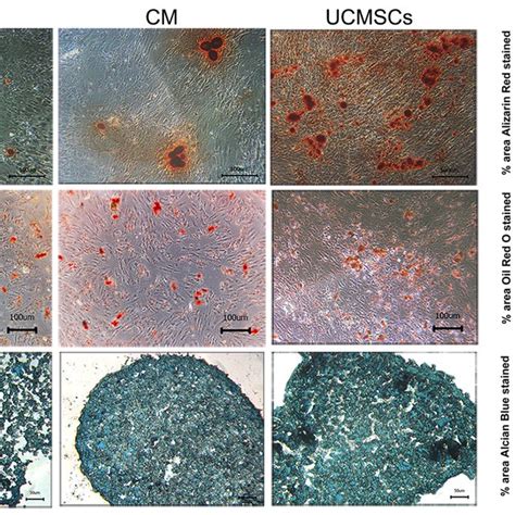 Multipotent Differentiation Potential Analysis After H Treatment