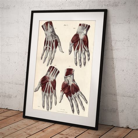 Muscles Of The Hand Poster by Sheila Terry - Science Photo Gallery