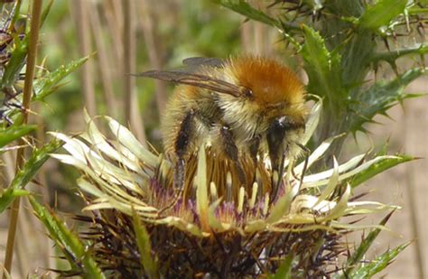 Bumblebee identification - Braunton Countryside Centre