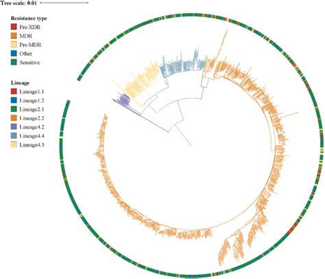 Whole Genome Phylogeny Based On Snps Of The M Tb Isolates The