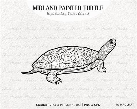 Midland Painted Turtle Svg Clipart Land Tortoise Vector Etsy