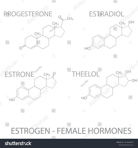 Estrogen Female Hormones Chemical Molecular Skeletal Stock Vector Royalty Free 2118628052