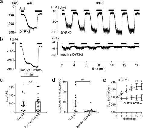 DYRK2 Stimulates ENaC Currents In Outside Out Patches Excised From The