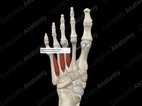 Sesamoid Bones of Foot | Complete Anatomy