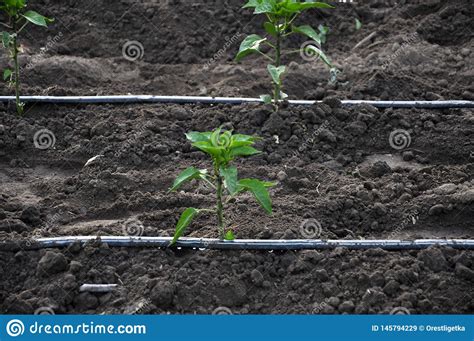 Sistema De Irriga O Do Gotejamento Ao Crescer Vegetais Na Terra Aberta