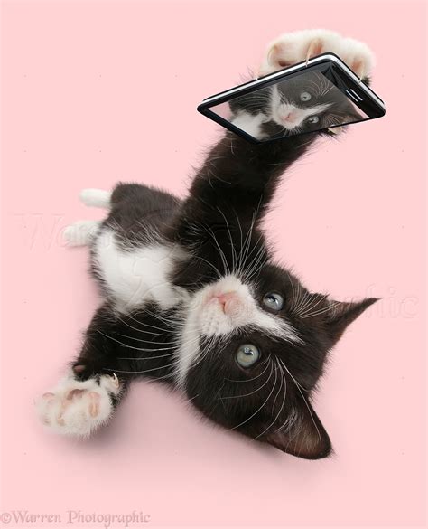 Black And White Kitten Taking A Cat Selfie Photo Wp42344