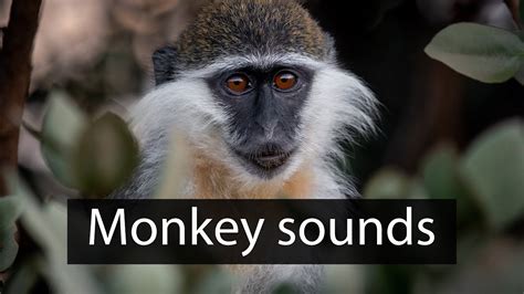 The Angry Calls Of Vervet Monkeys Youtube