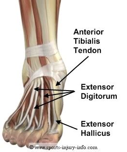 Ankle Anatomy - Sports Injury Info