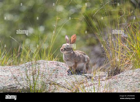 Vida Silvestre Forestal Hi Res Stock Photography And Images Alamy