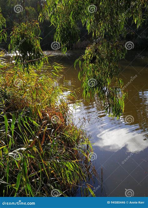 Glenelg River Stock Photo Image Of Glendale Tree Sunny