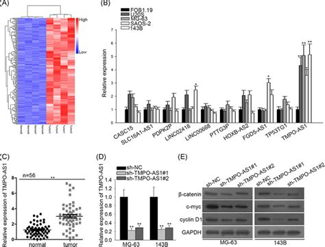 Lncrna Tmpoas Serves As A Cerna To Promote Osteosarcoma Tumorigenesis