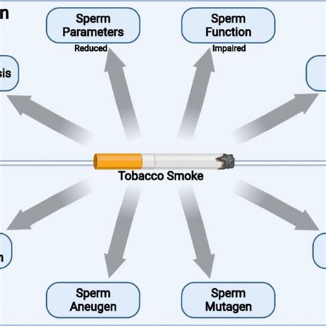 Effects Of Tobacco Smoke On Male Fertility And Its Impact On Genome