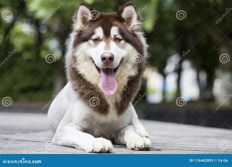 Alaska sled dog stock image. Image of canine, carnivorous - 116462093