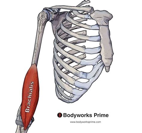 Brachialis Muscle Anatomy Bodyworks Prime