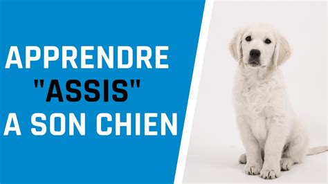 Comment Apprendre Le Assis A Son Chien Youtube