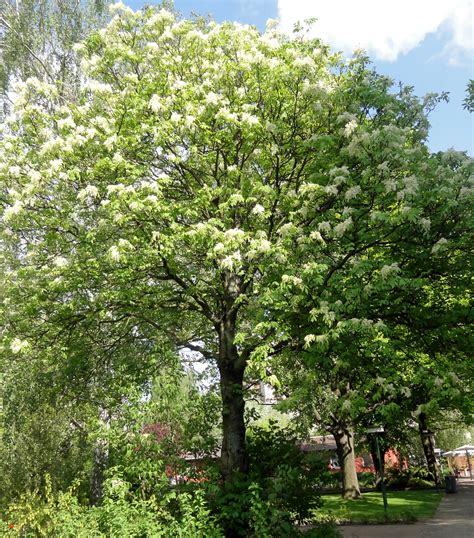 Fraxinus Ornus