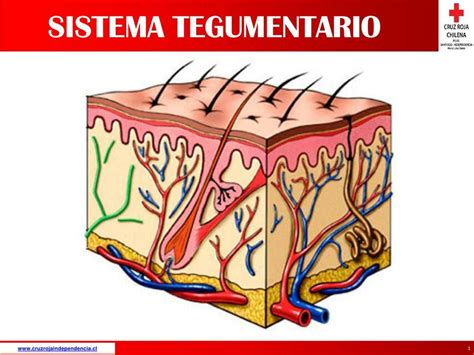 Sistema Tegumentario Camila Andrea Udocz