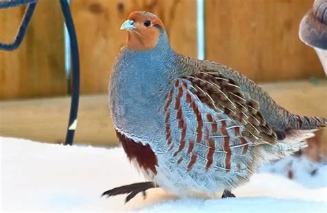 Partridge - Description, Habitat, Image, Diet, and Interesting Facts