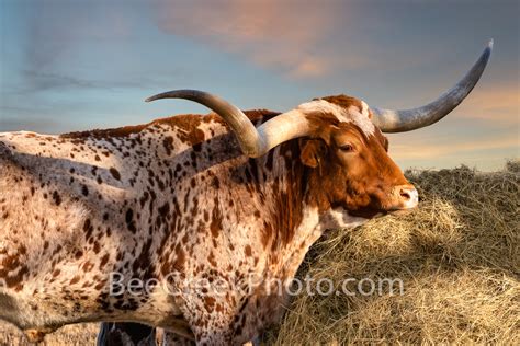 Longhorn Steer At Haybale