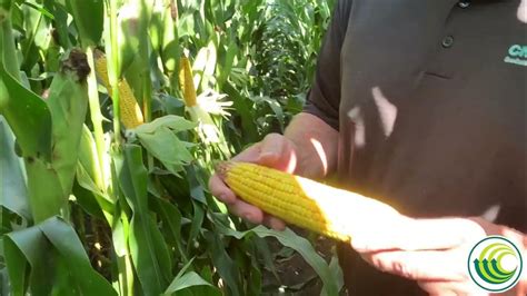 Field Checkup Friday Estimating Corn Yields In The Field Youtube