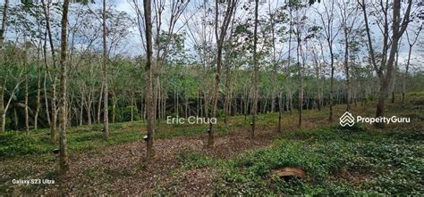 Acres Rrubber Estate At Slim River Perak Kampung Rasau Tanjung