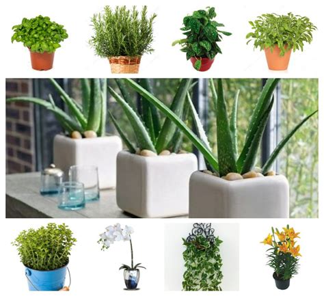 12 Plantas Que Atraem Energia Positiva Para Sua Casa Vivendo Bem Feliz