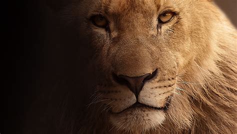 Lion Face HD Wallpaper