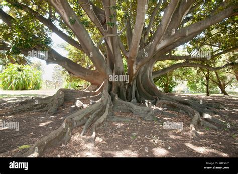 Moreton Bay Fig Tree - Perth - Australia Stock Photo - Alamy