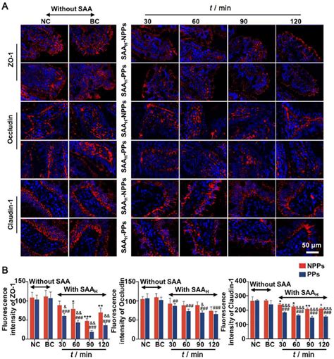 Effects Of Saa On Expression Of Tj Proteins Zo Occludin And