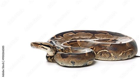 Boa constrictor snake also known as the common boa, is a species of ...