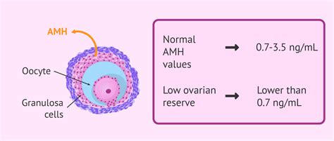 Anti Mullerian Hormone Amh Secretion