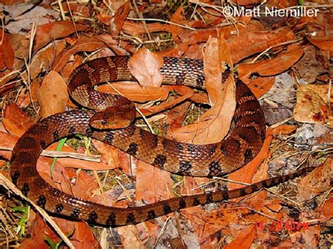 Northern Watersnake State Of Tennessee Wildlife Resources Agency