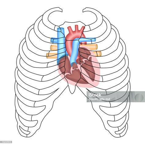 Projection Of The Heart Cardiac Anatomy Heart Ribs And Sternum Stock ...