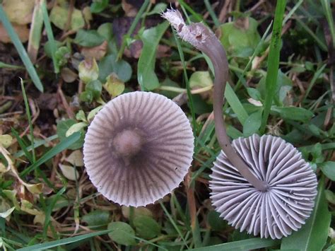 Mycena Polygramma The Ultimate Mushroom Guide