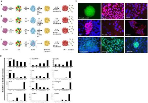 Pdx1 Promotes ES Cell Differentiation Into IPCs A Schematic