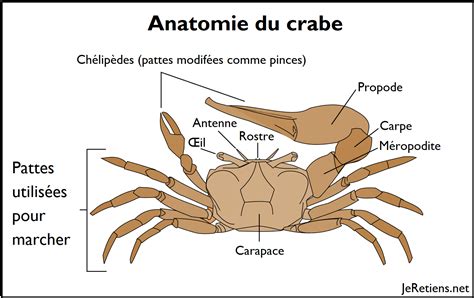 Anatomie Du Crabe