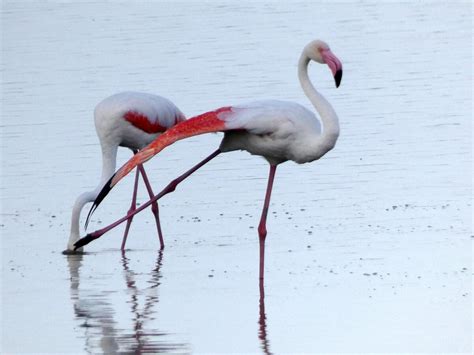 Visite Naturalistiche Nelle Valli Di Argenta E Di Comacchio Tre