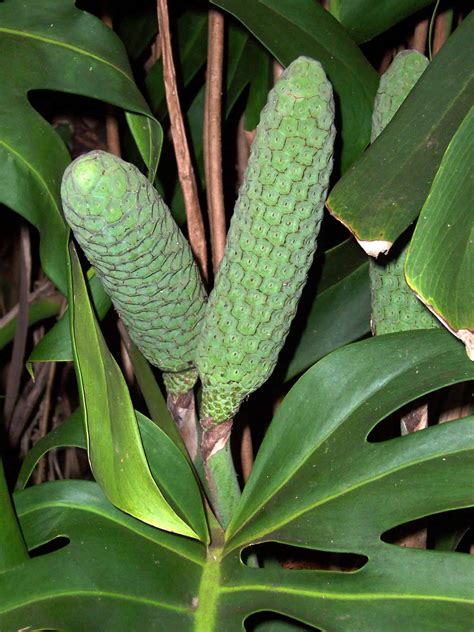 Monstera Deliciosa Fruit Benefits With Where To Buy Plants Craze 2024