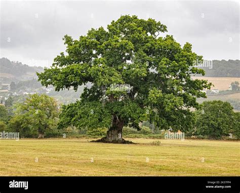 Mature Oak Tree Quercus Robur In A Field In South Wales Uk Stock Photo