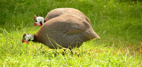 Are Guinea Fowl Good Pest Control Cluckin