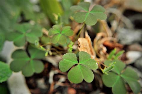 11 Popular Plants That Look Like Clovers In The Us