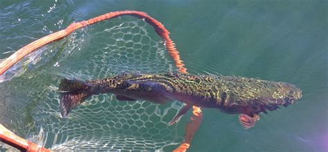 Missouri River Fishing Report 8/14/12 - CrossCurrents Fly Shop Missouri ...