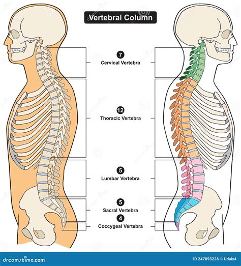 Vertebral Column Of Human Body Anatomy Infographic Diagram Medical