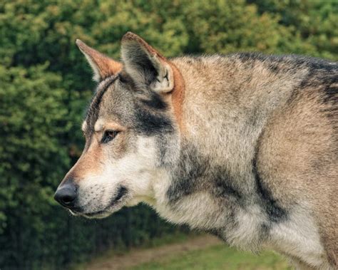 Wolf Hybrid stock image. Image of carnivore, snout, wolf - 234967923