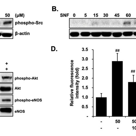 Src Kinases Are Involved In Sfn Induced Enos Phosphorylation Via Download Scientific Diagram