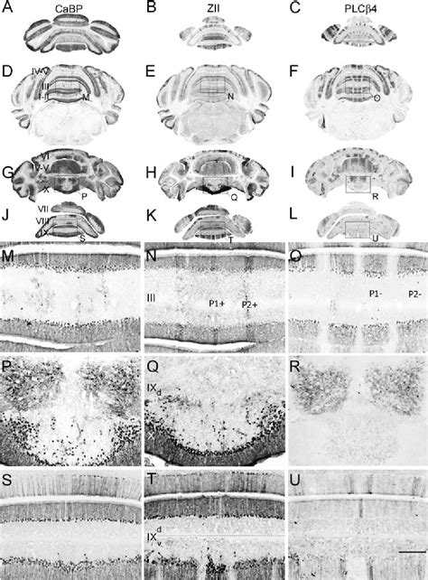 Figure 3 From The Reelin Receptors Apoer2 And Vldlr Coordinate The