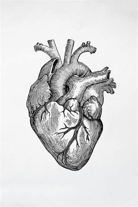 Key To Your Heart Drawing By Mila Kruk Heart Drawing Anatomy Art