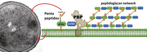 Schematic Structure Of The Crosslinking Peptidoglycan Network Of S